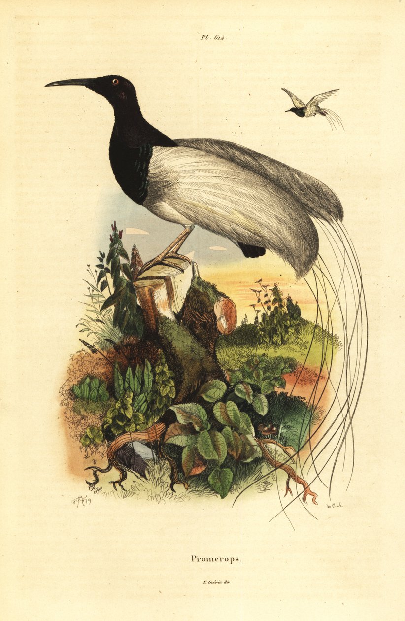 Twelve-wired bird-of-paradise, Seleucidis melanoleucus by Unbekannt