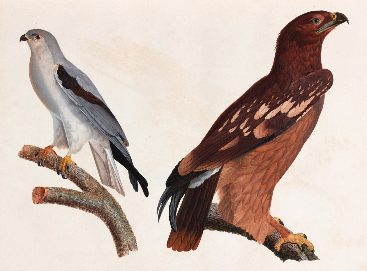 Two Colour Illustrations of Birds by Unbekannt