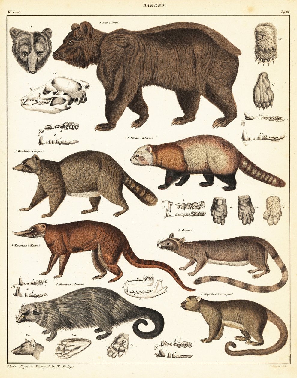 Varieties of Bears (lithograph) by Unbekannter Künstler