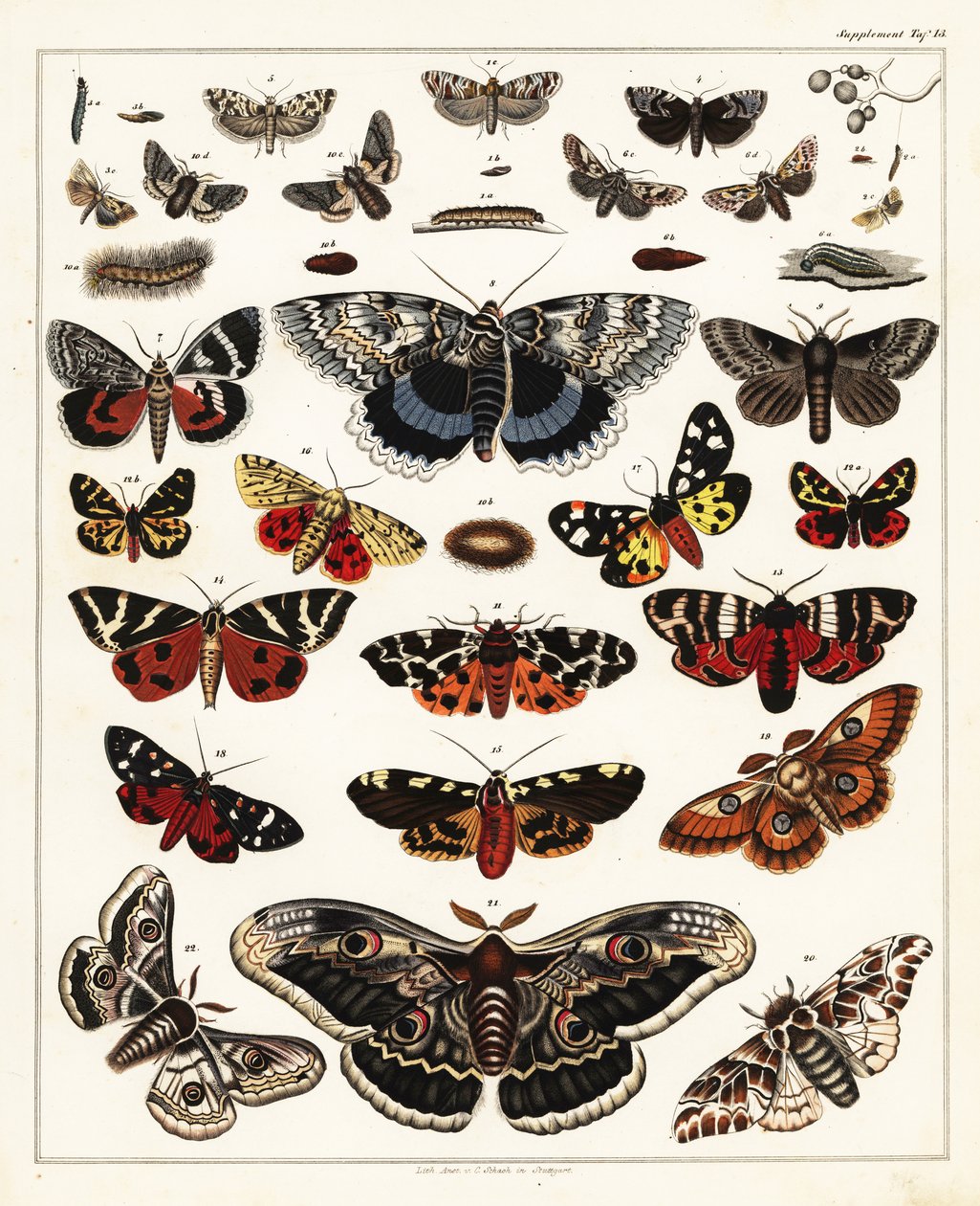 Varieties of Butterflies, Moths (lithograph) by Unbekannter Künstler