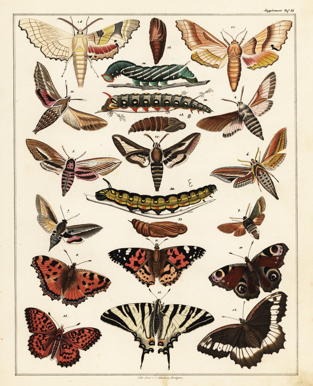 Varieties of Butterflies, Moths, etc. (lithograph) by Unbekannter Künstler