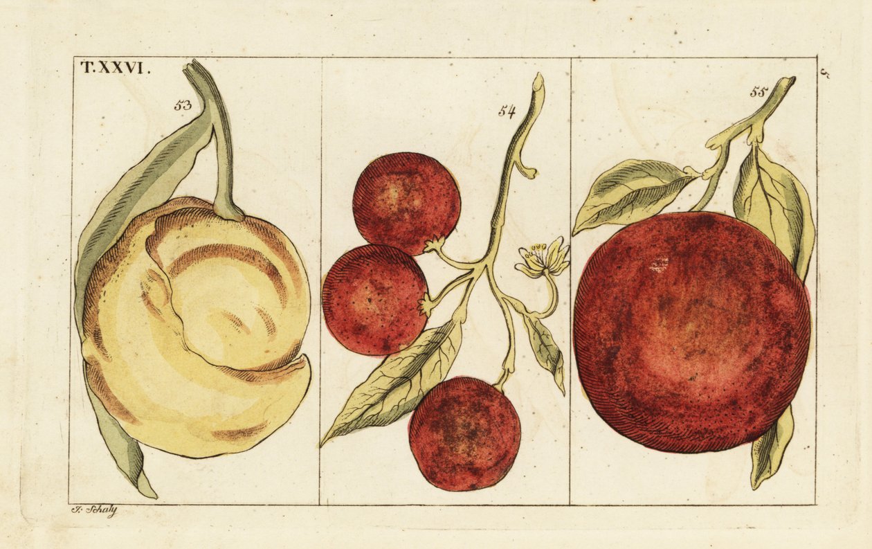 Varieties of oranges by Unbekannter Künstler