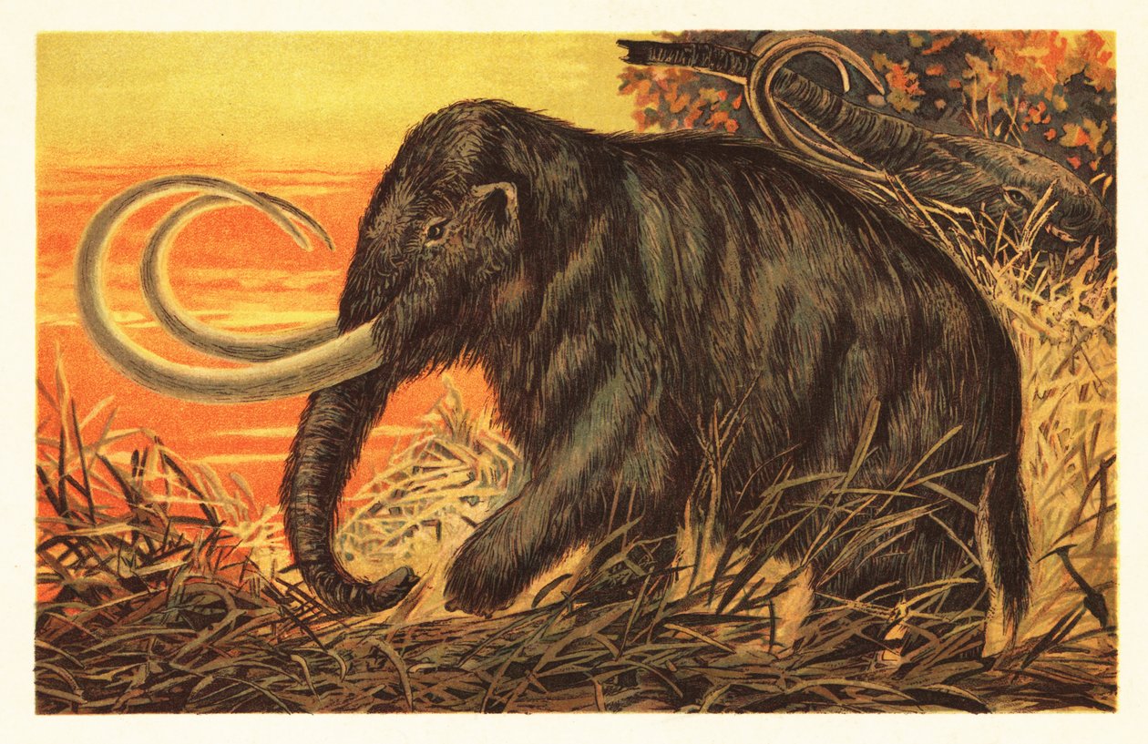 Woolly Mammoth, Mammuthus Primigenius by Unbekannter Künstler