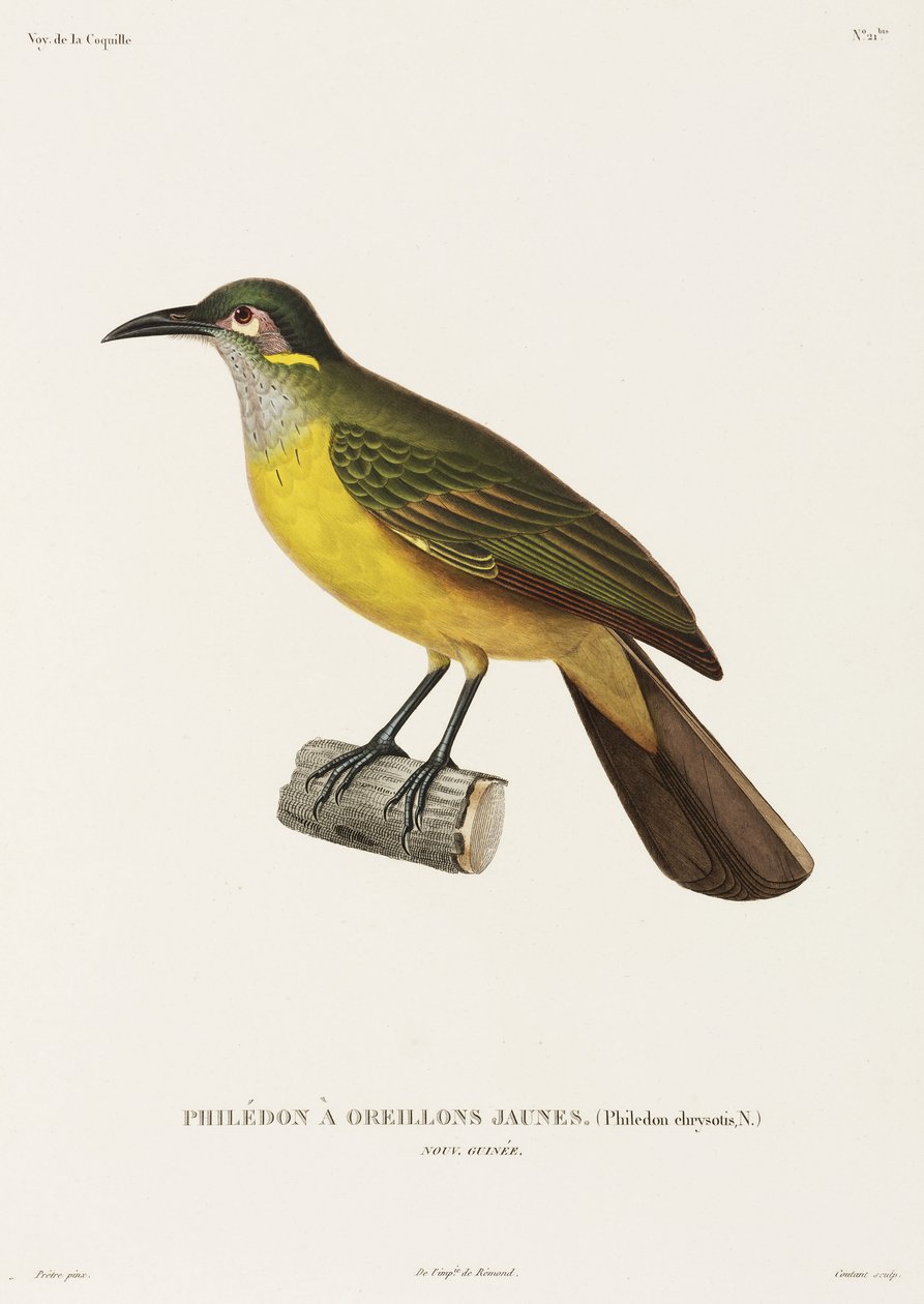 Yellow-Cheeked Philedon, New Guinea by Unbekannter Künstler