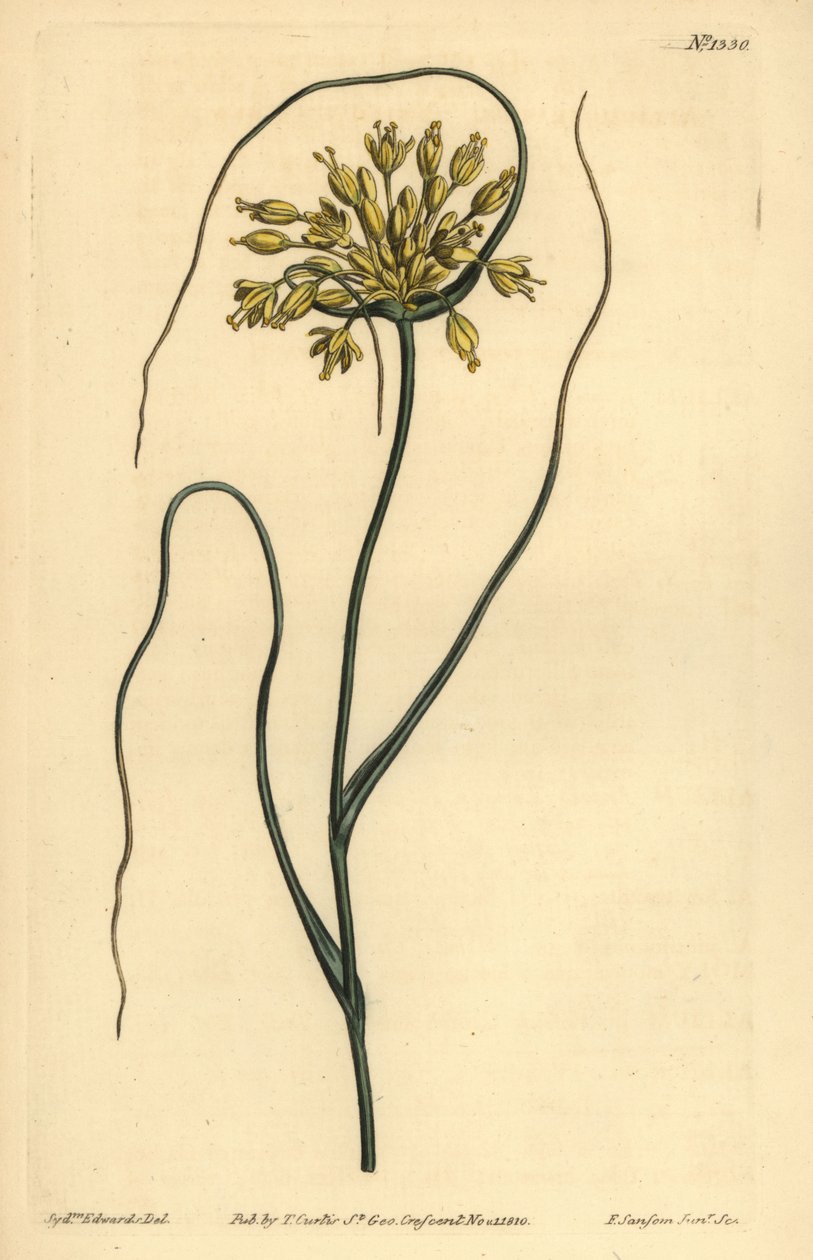 Yellow garlic by Unbekannt