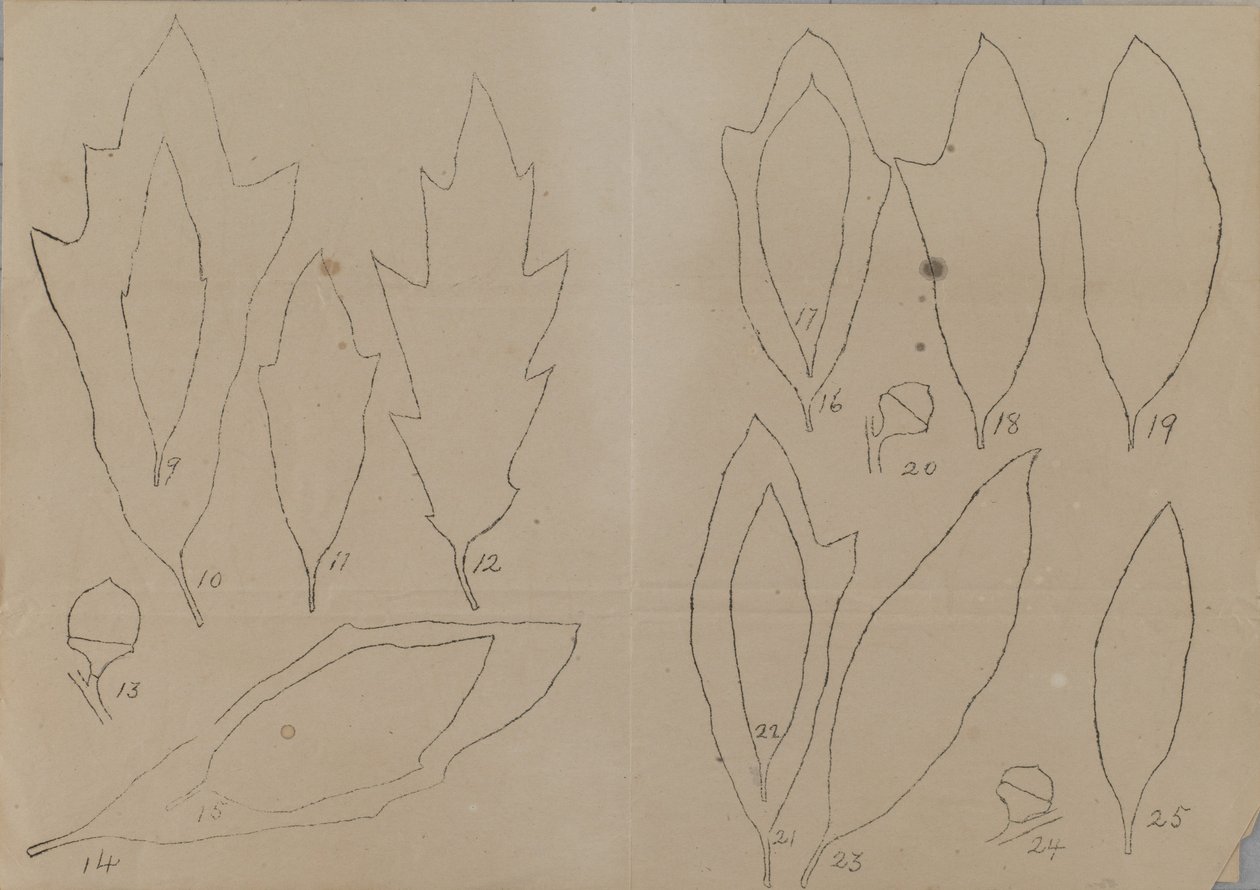 Study of Leaf Shapes by Unidentified