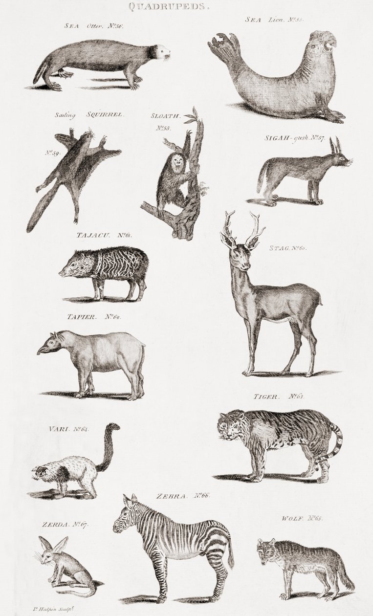 Different Types of Quadrupeds by Unbekannt Unbekannt