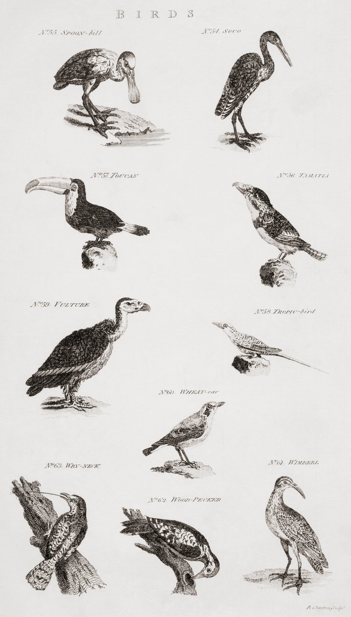 Different Types of Birds by Unbekannt Unbekannt