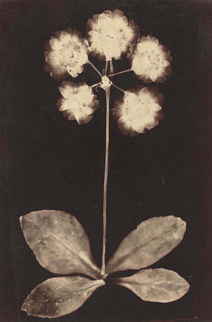 Botanical Photogram by Unknown 19th Century