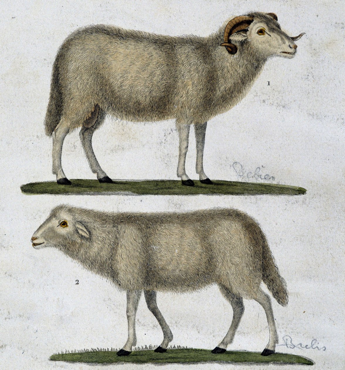 Aries and sheep by Unknown artist