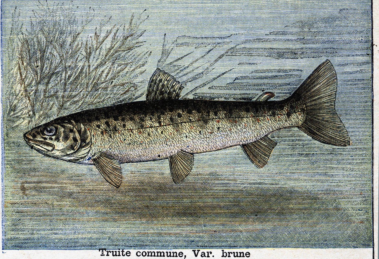 Common trout (engraving from 1897) by Unknown artist