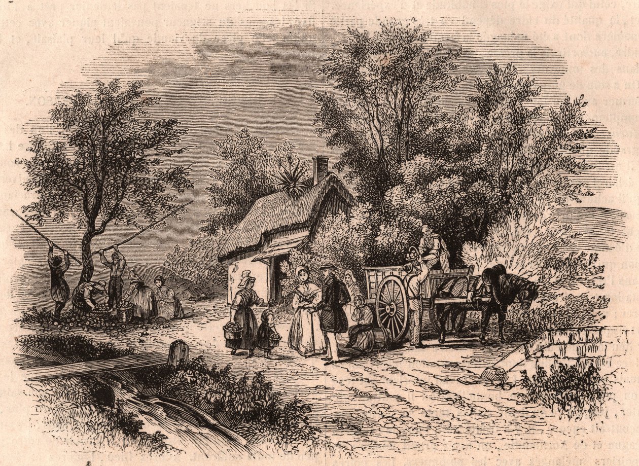 Harvest of apples in Normandy, France by Unknown