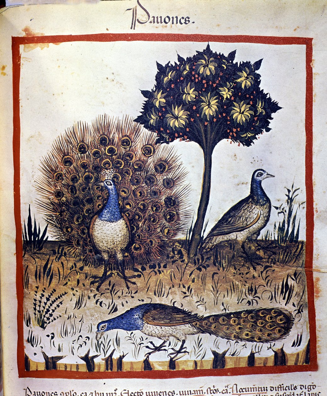 Peacocks represented in “Tacuinum sanitatis”. by Unknown artist
