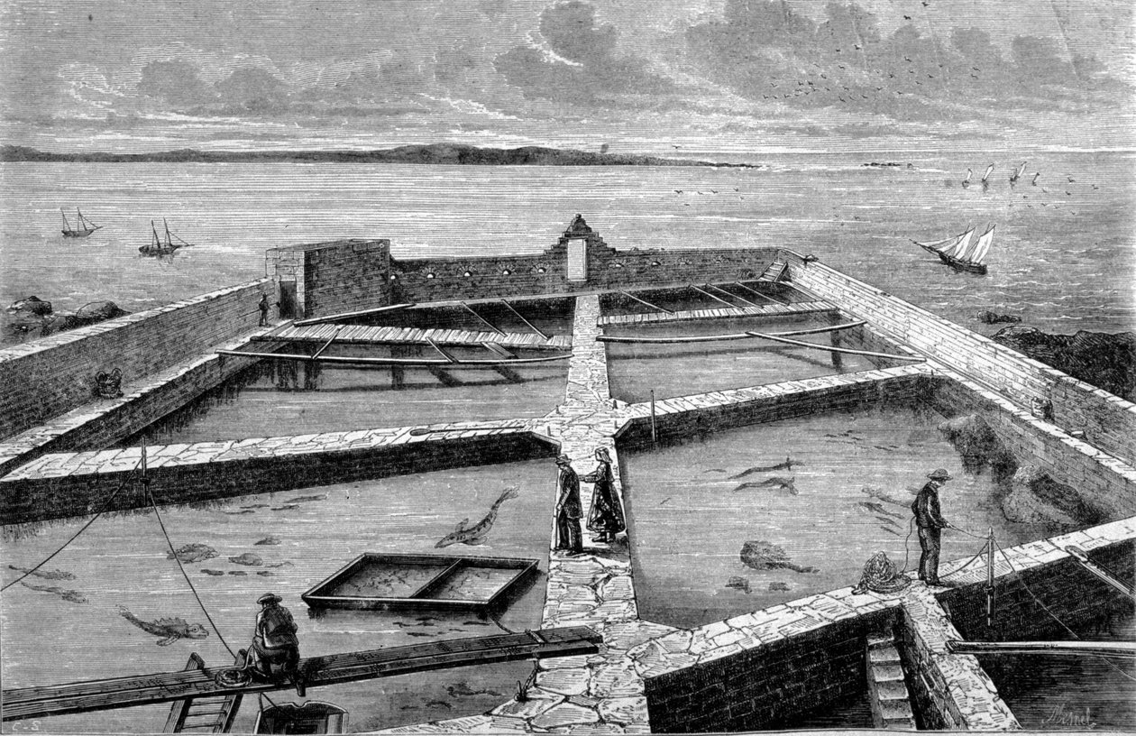 Pisciculture at Concarneau (engraving from 1860) by Unknown artist