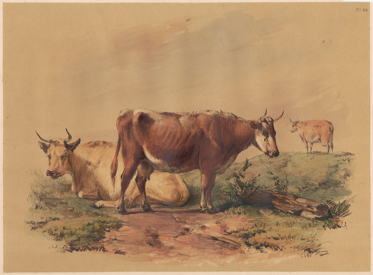 Cattle by Unknown artist