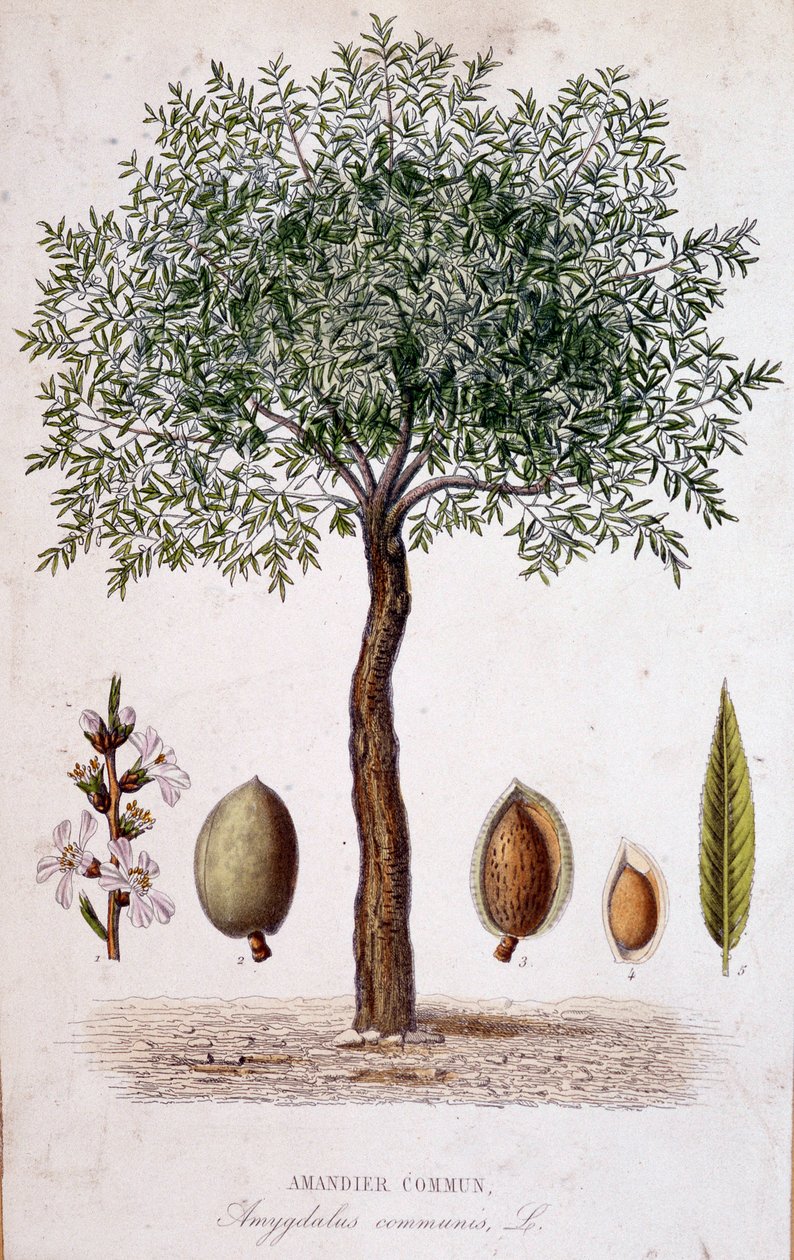 Common almond tree - botanical board by Unknown artist