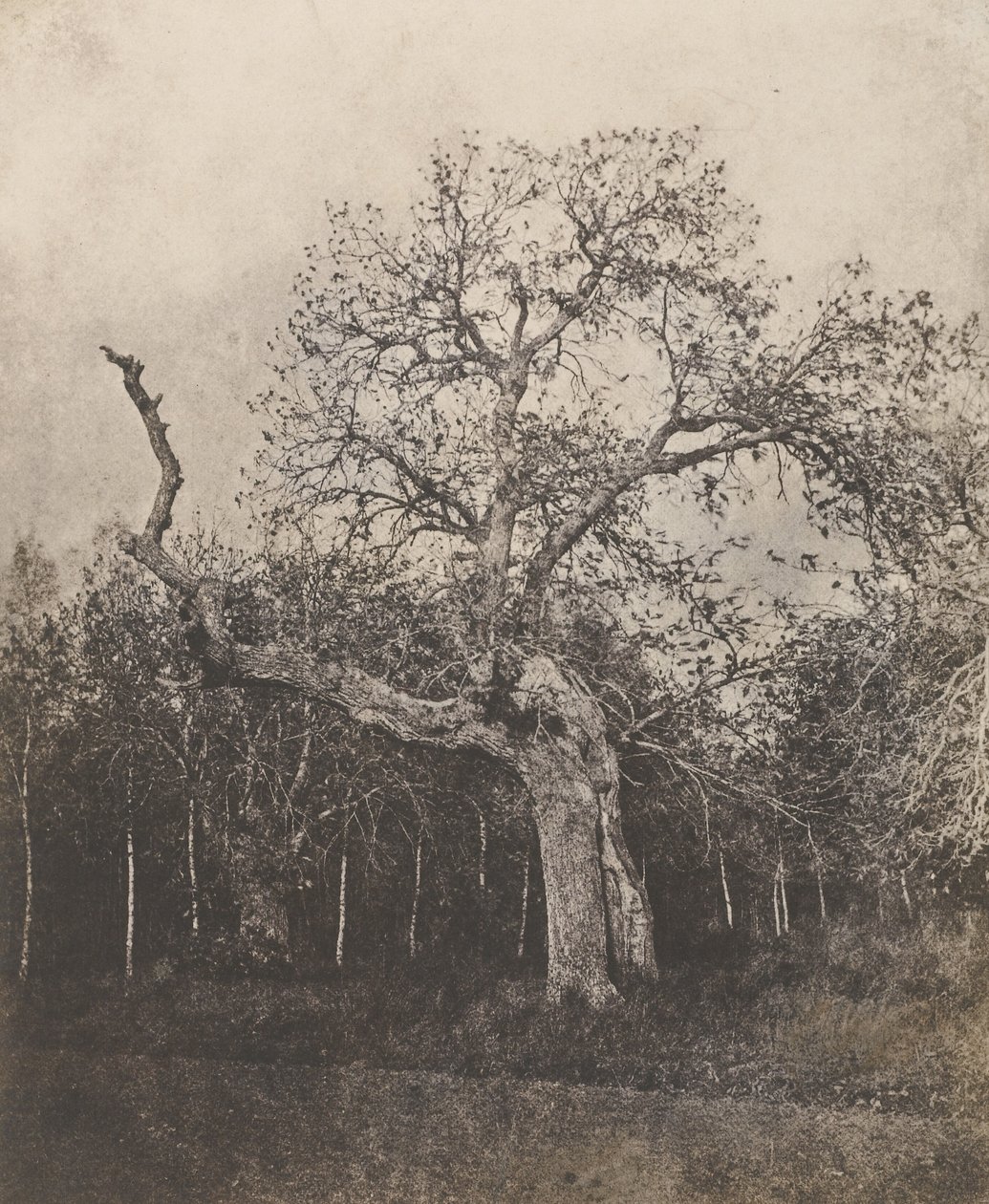 Crooked Tree with Sparse Leaves by Unknown artist