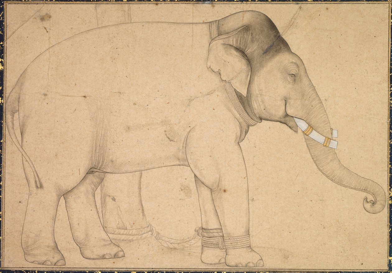 Drawing of an Elephant by Unknown artist