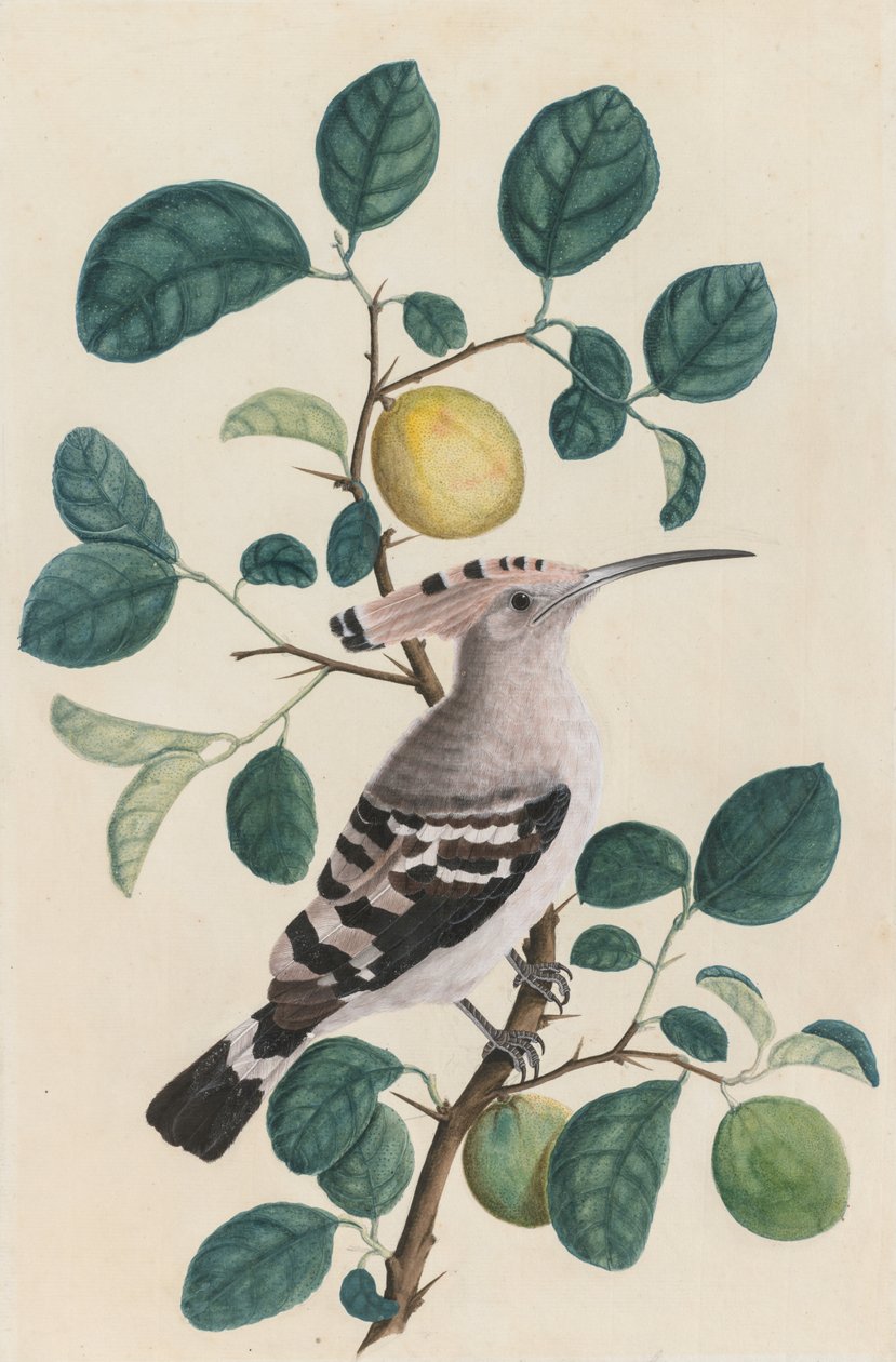 Hoopoe on a Citrus Tree Branch by Unknown artist