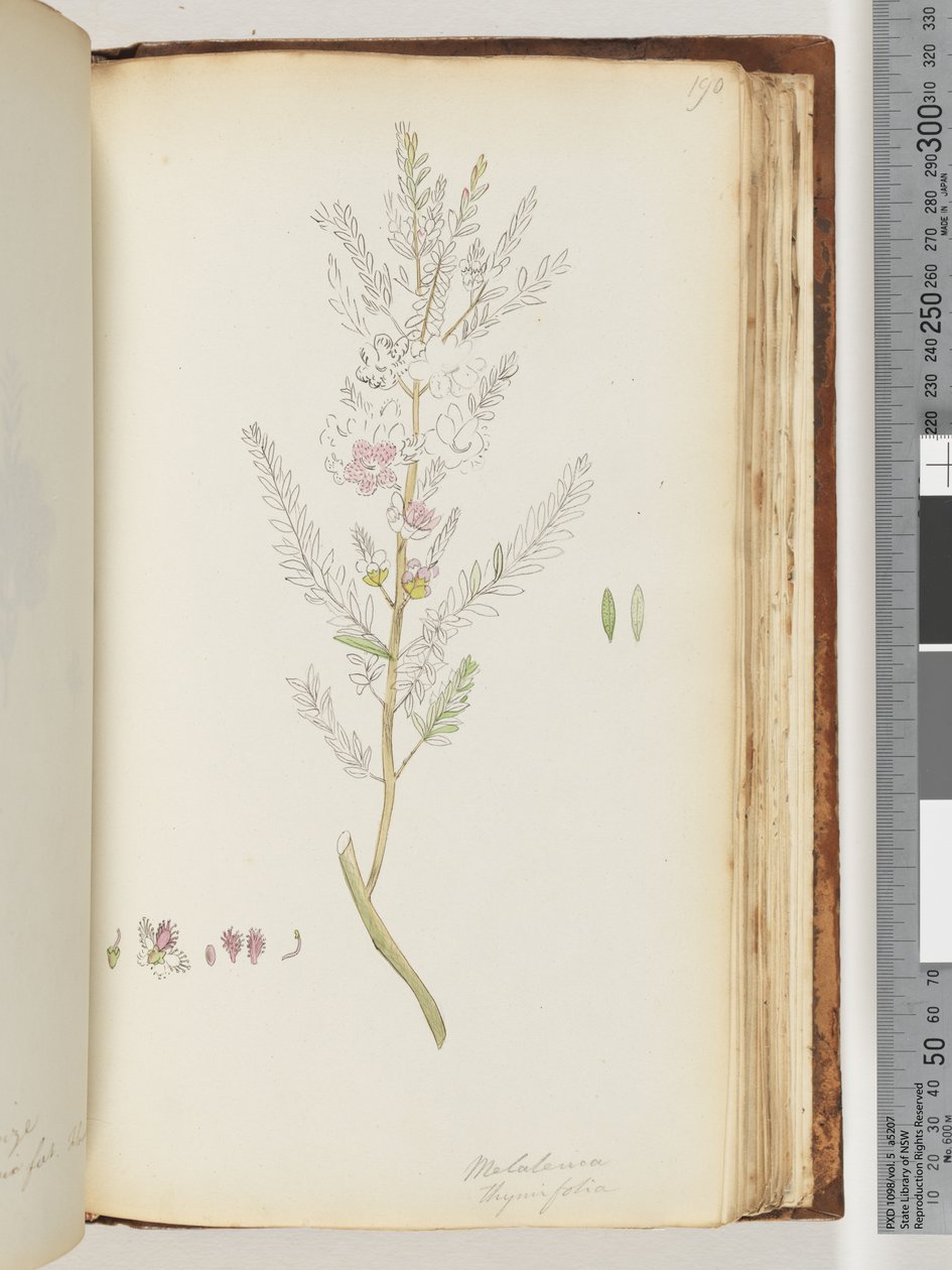 Page 190. Melaleuca thymifolia / Thyme Honey, myrtle by Unknown artist