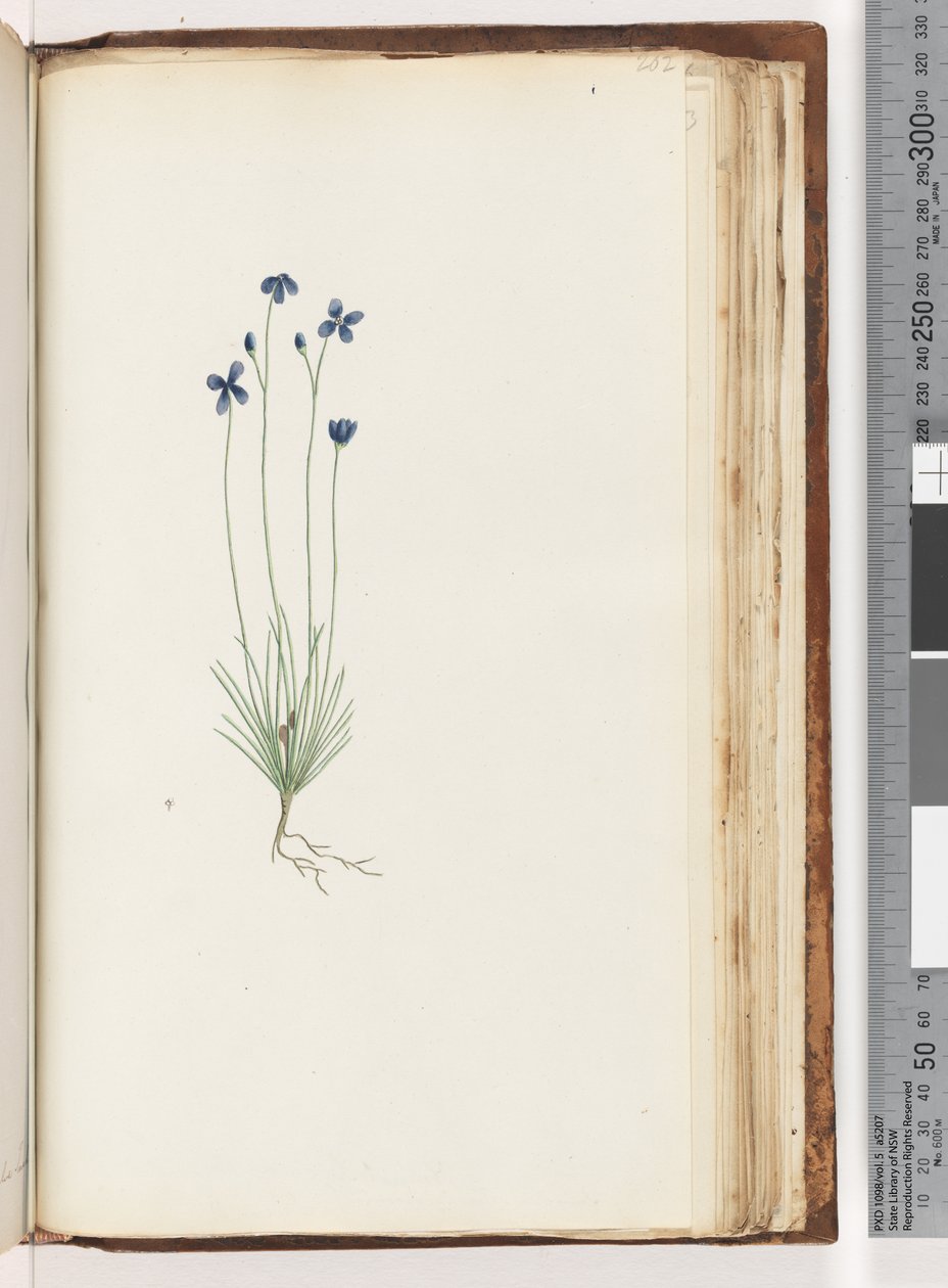 Unidentified Plant by Unknown