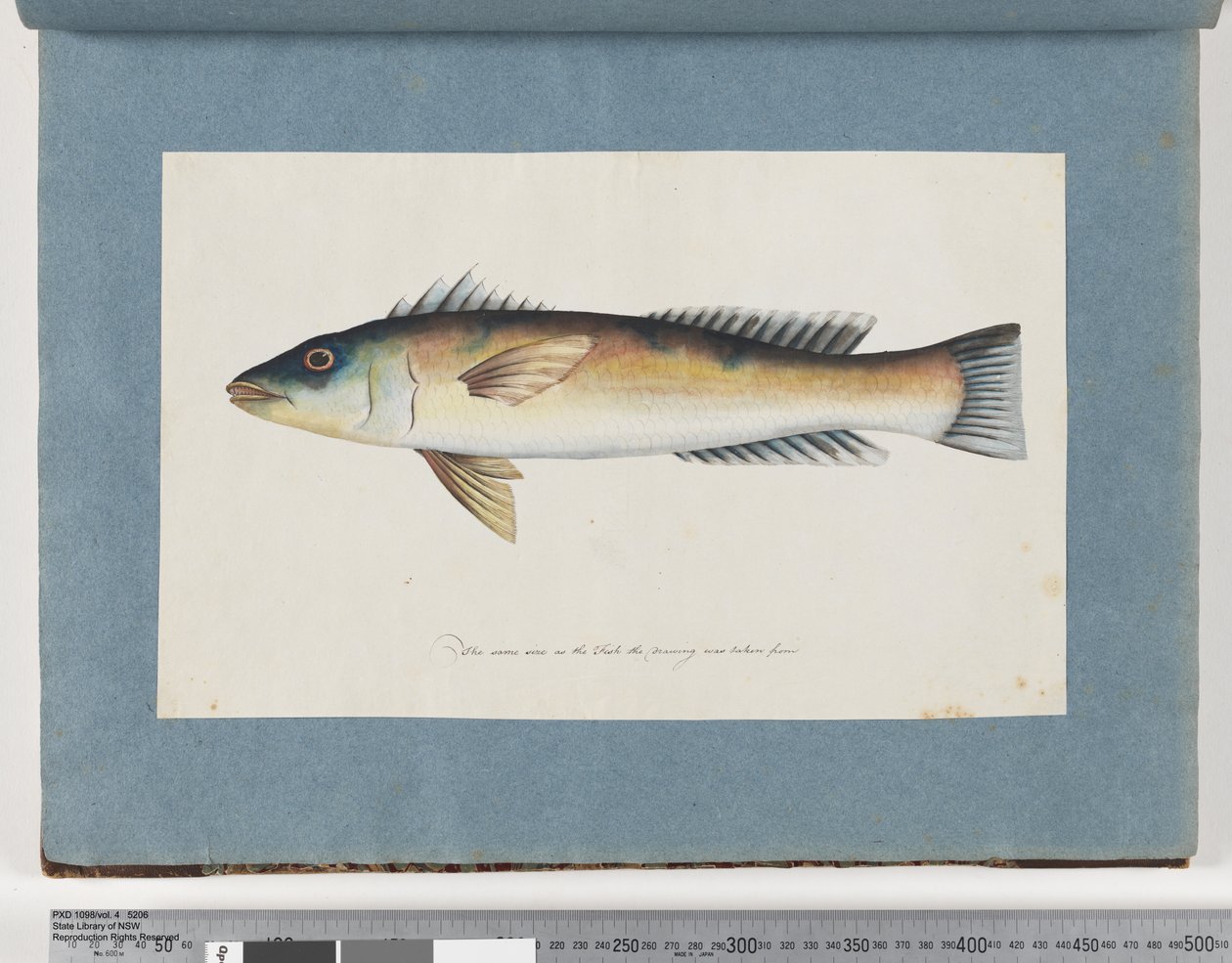 Unidentified Fish by Unknown artist