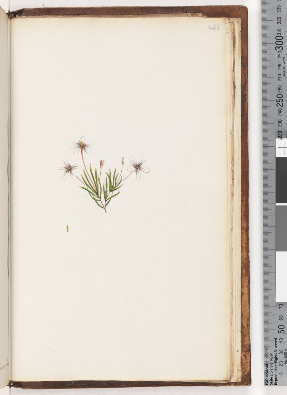 Unidentified Plant by Unknown