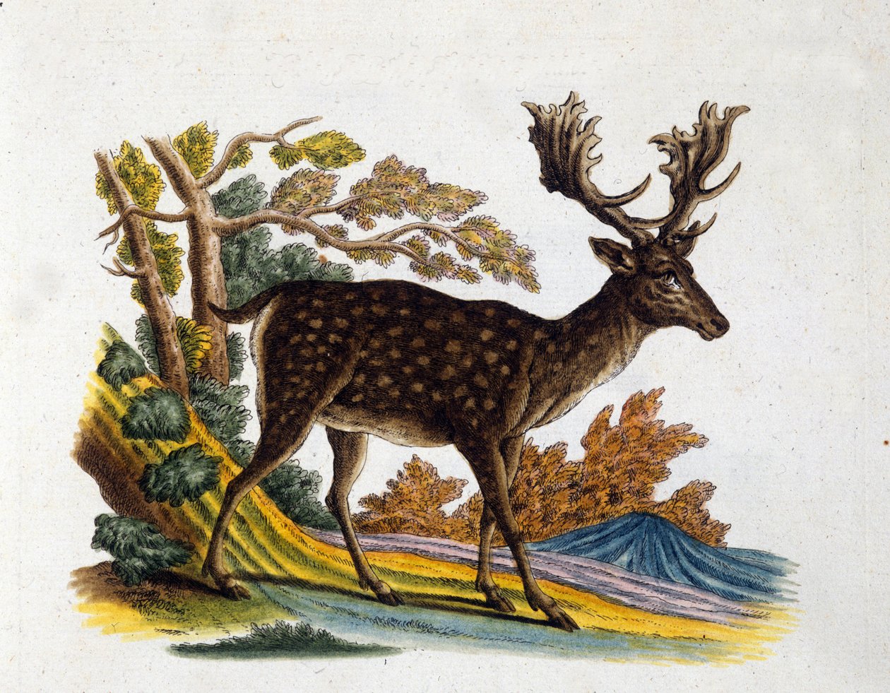 Representation of a reindeer. 18th century engraving. by Unknown artist