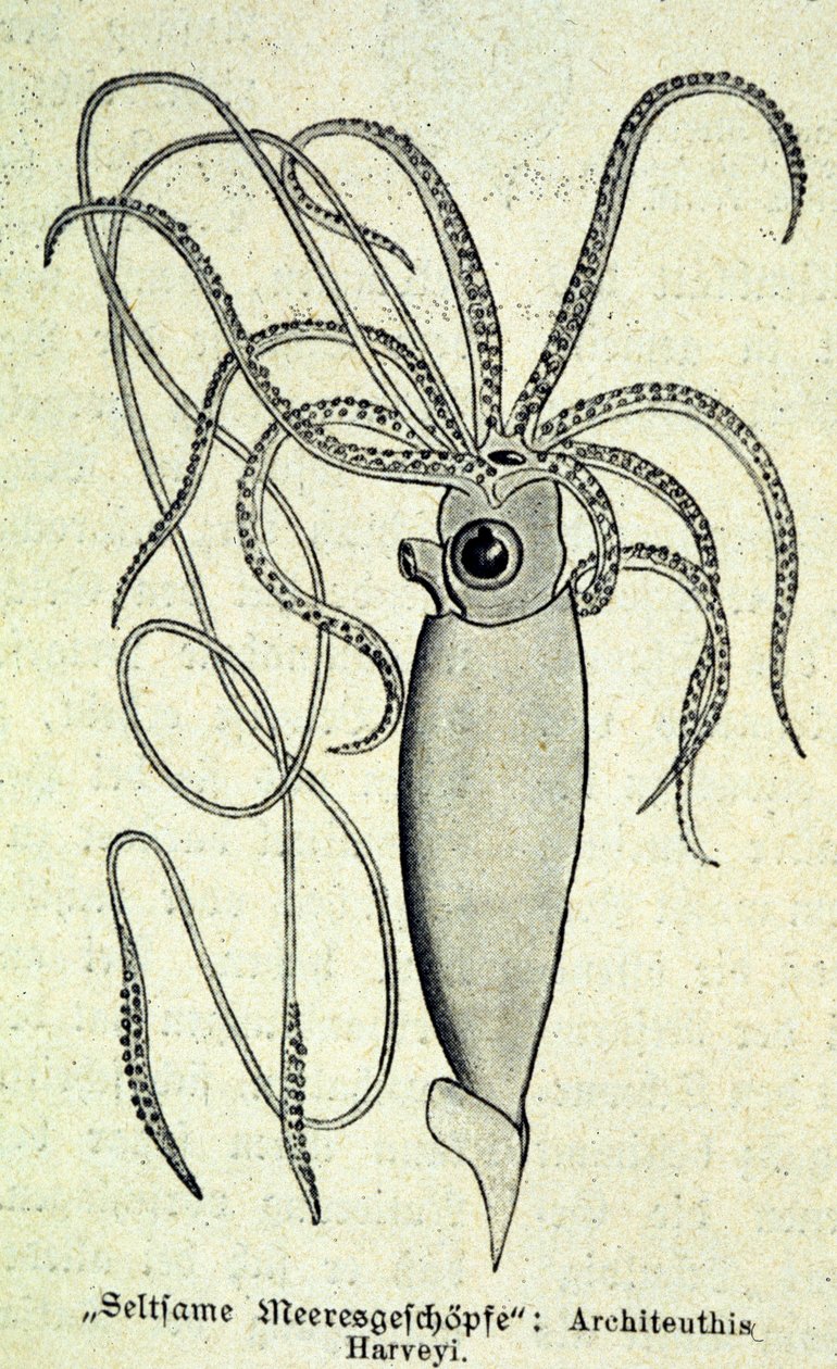 Representation of an Architeuthis Harveyi, giant squid by Unknown artist