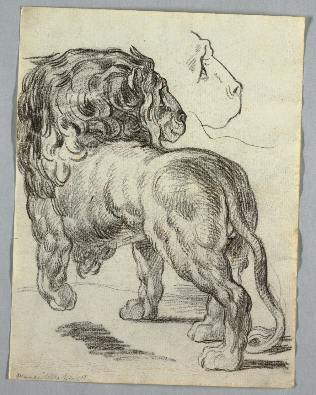 Study of a Lion by Unknown artist