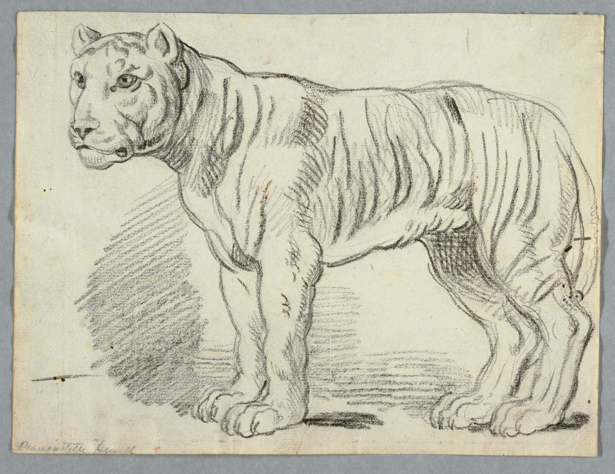 Study of a Tiger by Unknown artist
