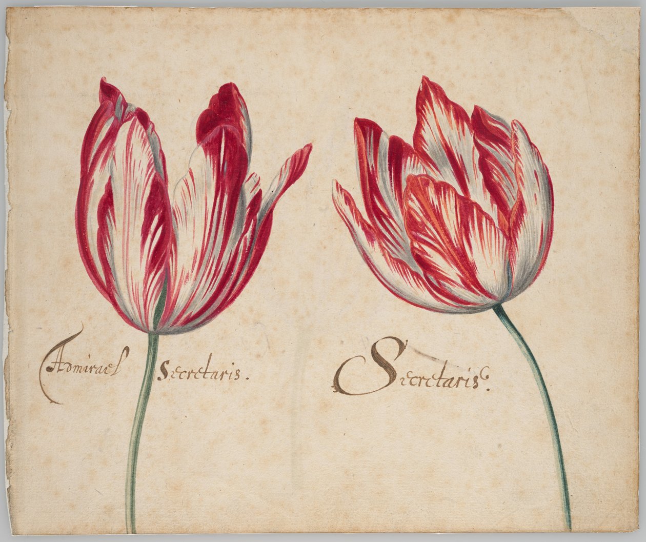 Two Tulips (front); One Tulip (back) by Unknown artist