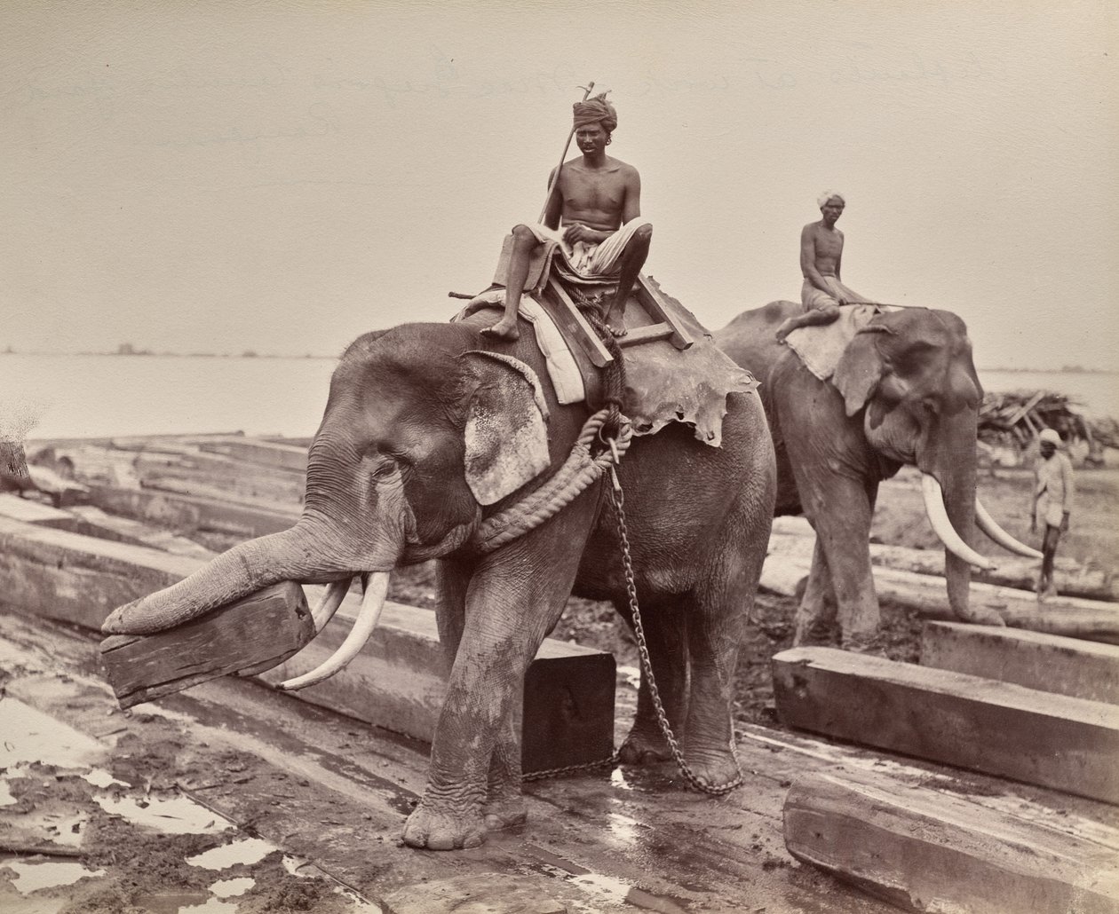 Untitled (elephants moving blocks of wood) (recto) by Unknown artist