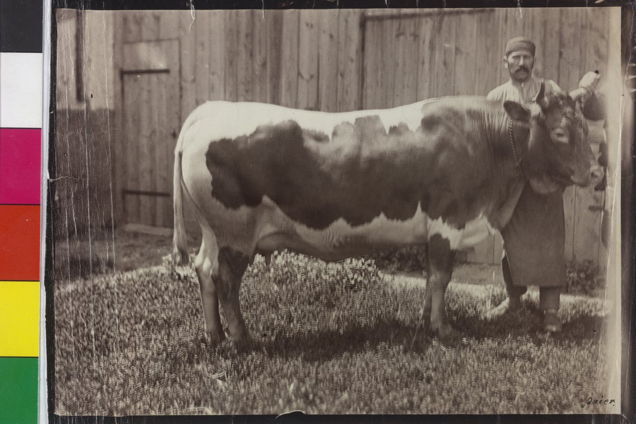 Cow - Pinzgau Gelbscheck by Unknown photographer