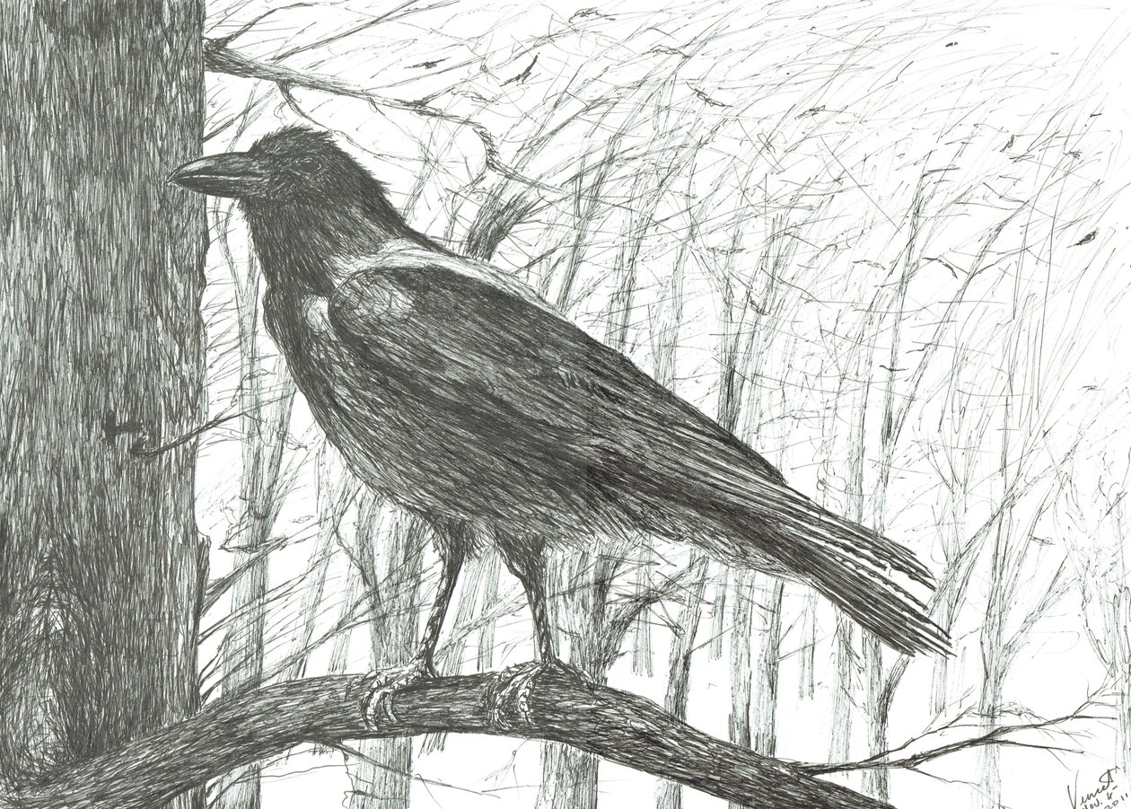 Bird by Vincent Alexander Booth