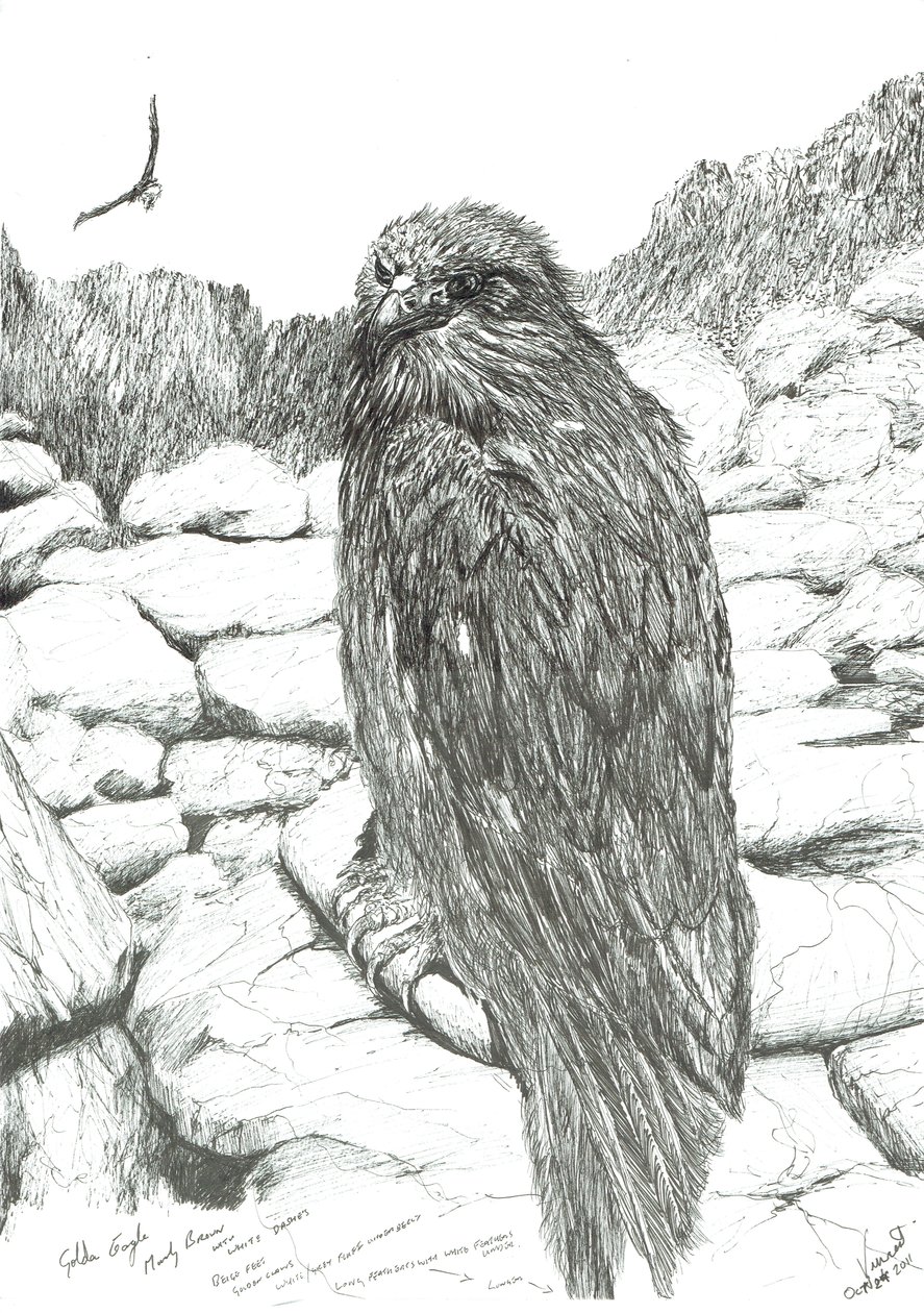 Eagles of the Highlands by Vincent Alexander Booth