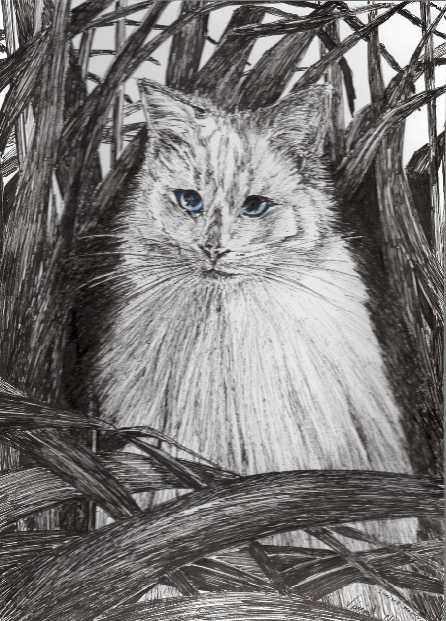 Jungle Monty by Vincent Alexander Booth
