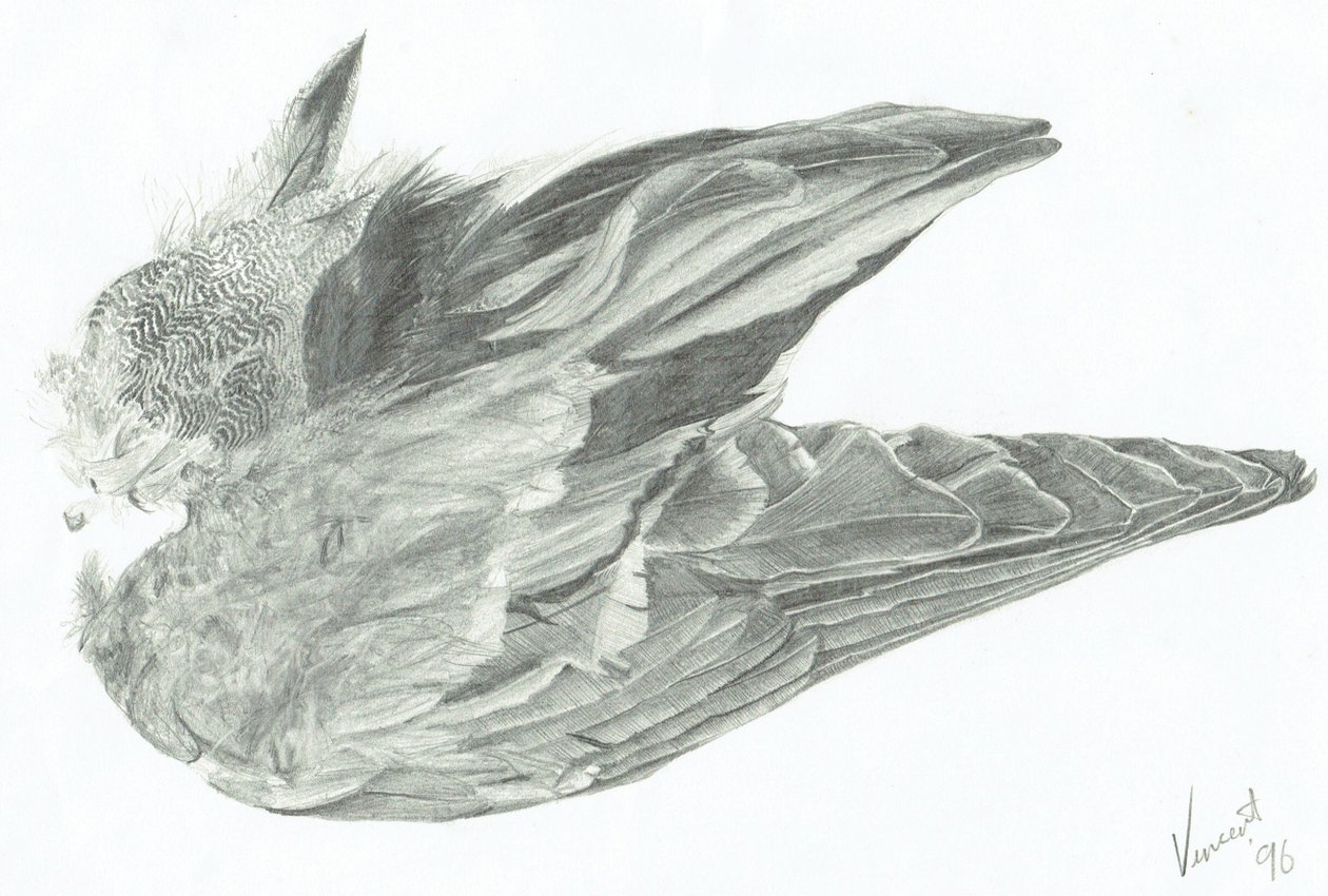 Wing by Vincent Alexander Booth
