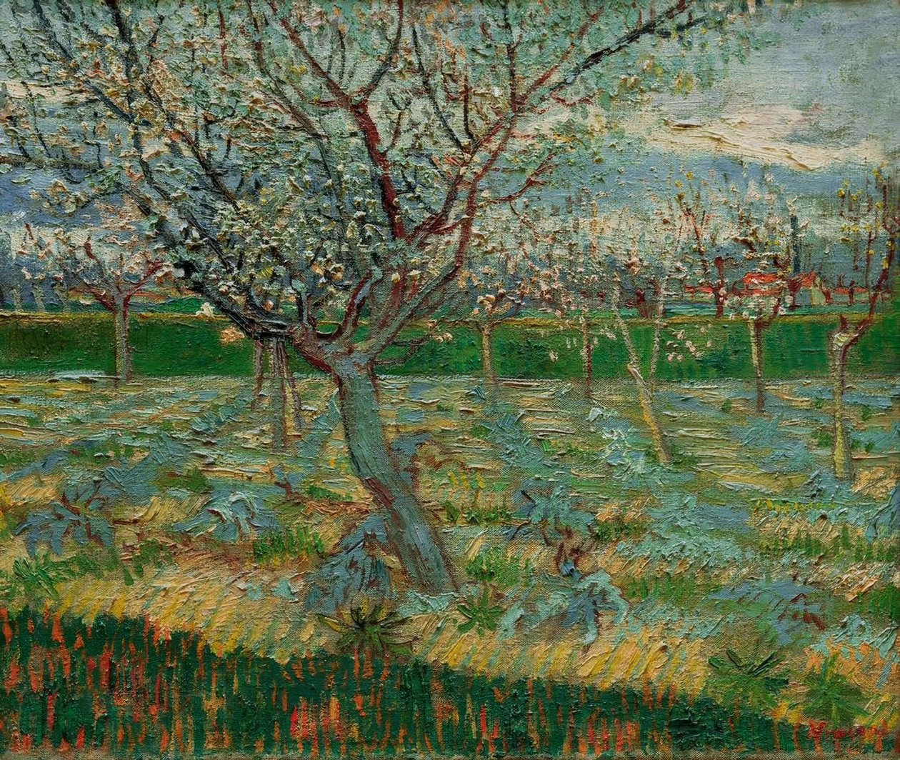 Blooming Orchard with Apricot Trees by Vincent van Gogh