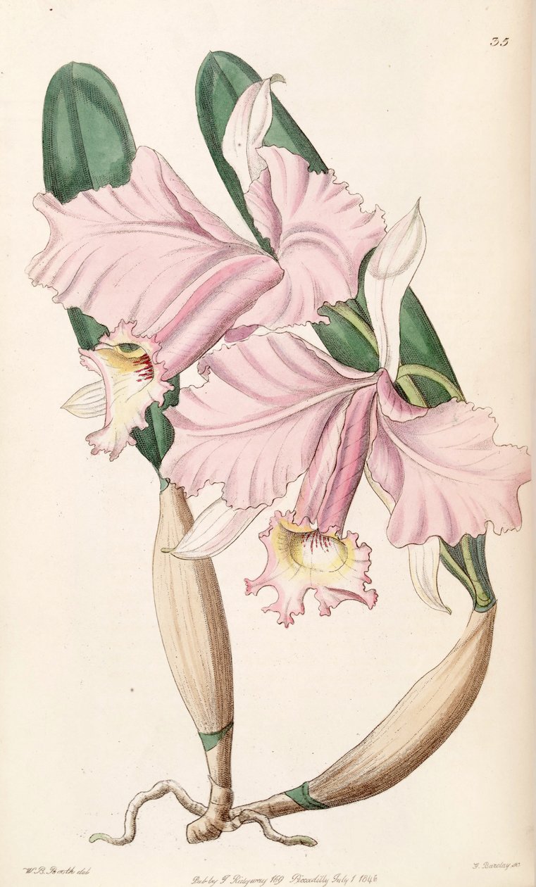 Cattleya labiata by W. B. Booth