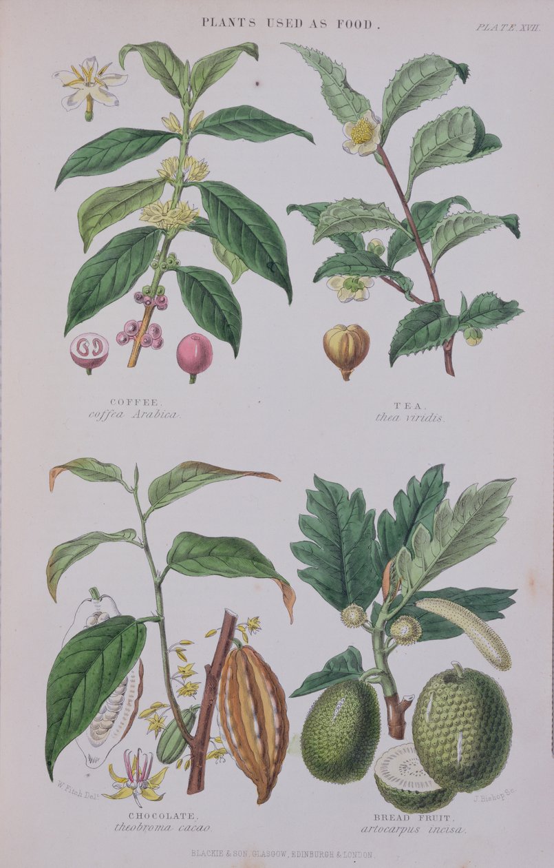 Coffee, Tea, Chocolate and Breadfruit, Plate from a Botanical Study, Engraved by J. Bishop by W.H. Fitch