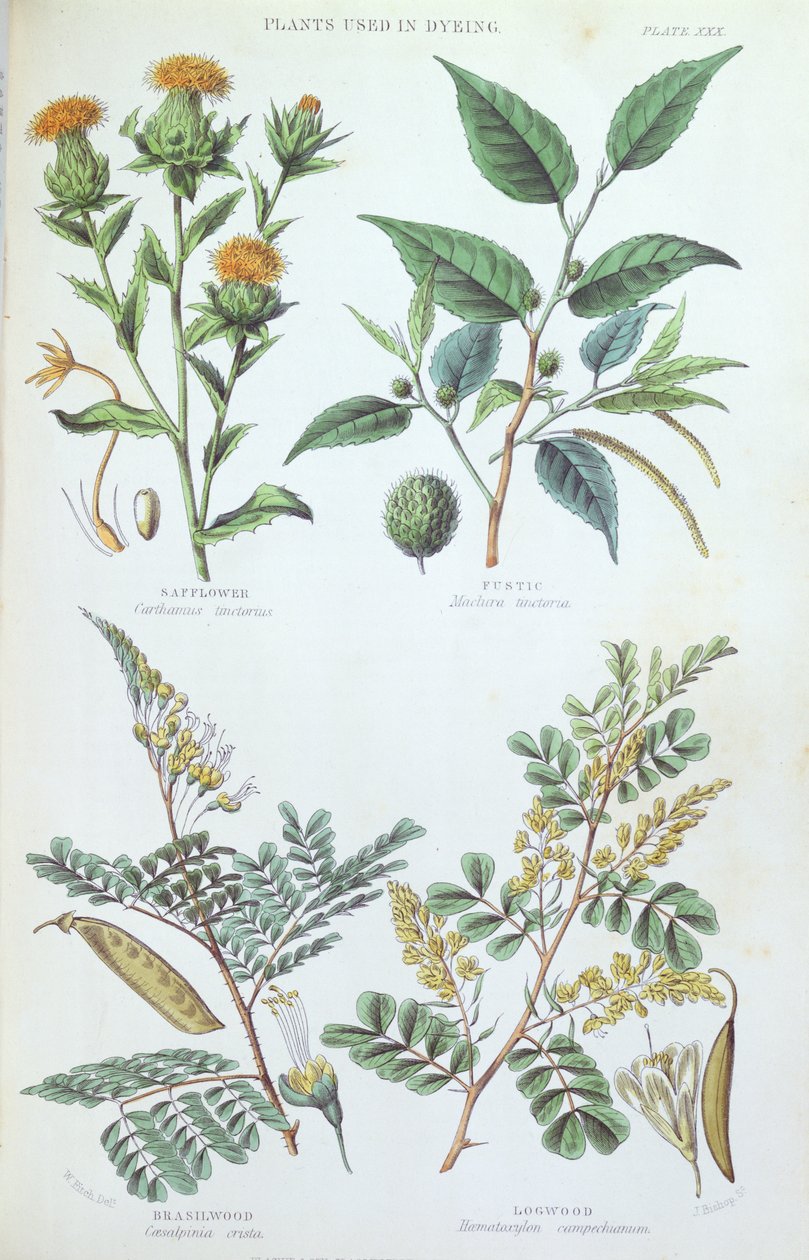 Plants used in Dyeing, plate from a botanical study, engraved by J. Bishop, 1872 by W. Fitch
