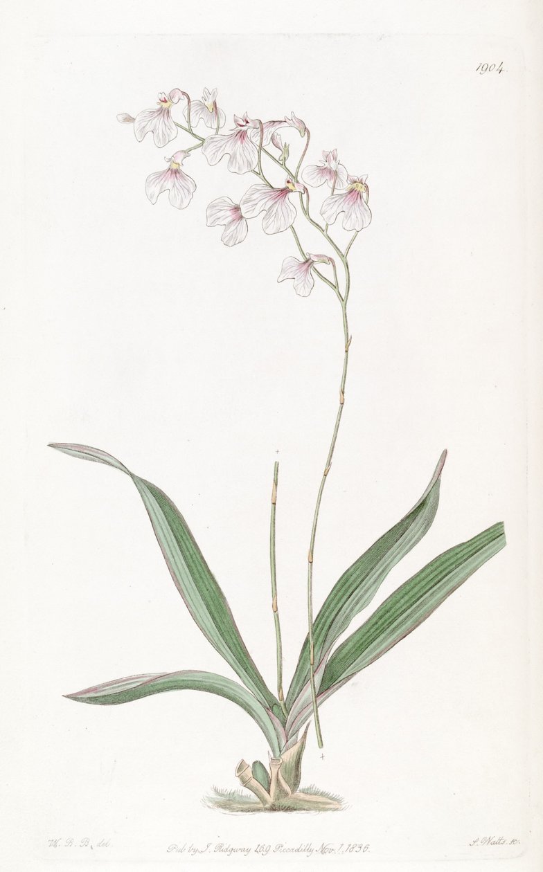 Ionopsis utricularioides by W.B.B.