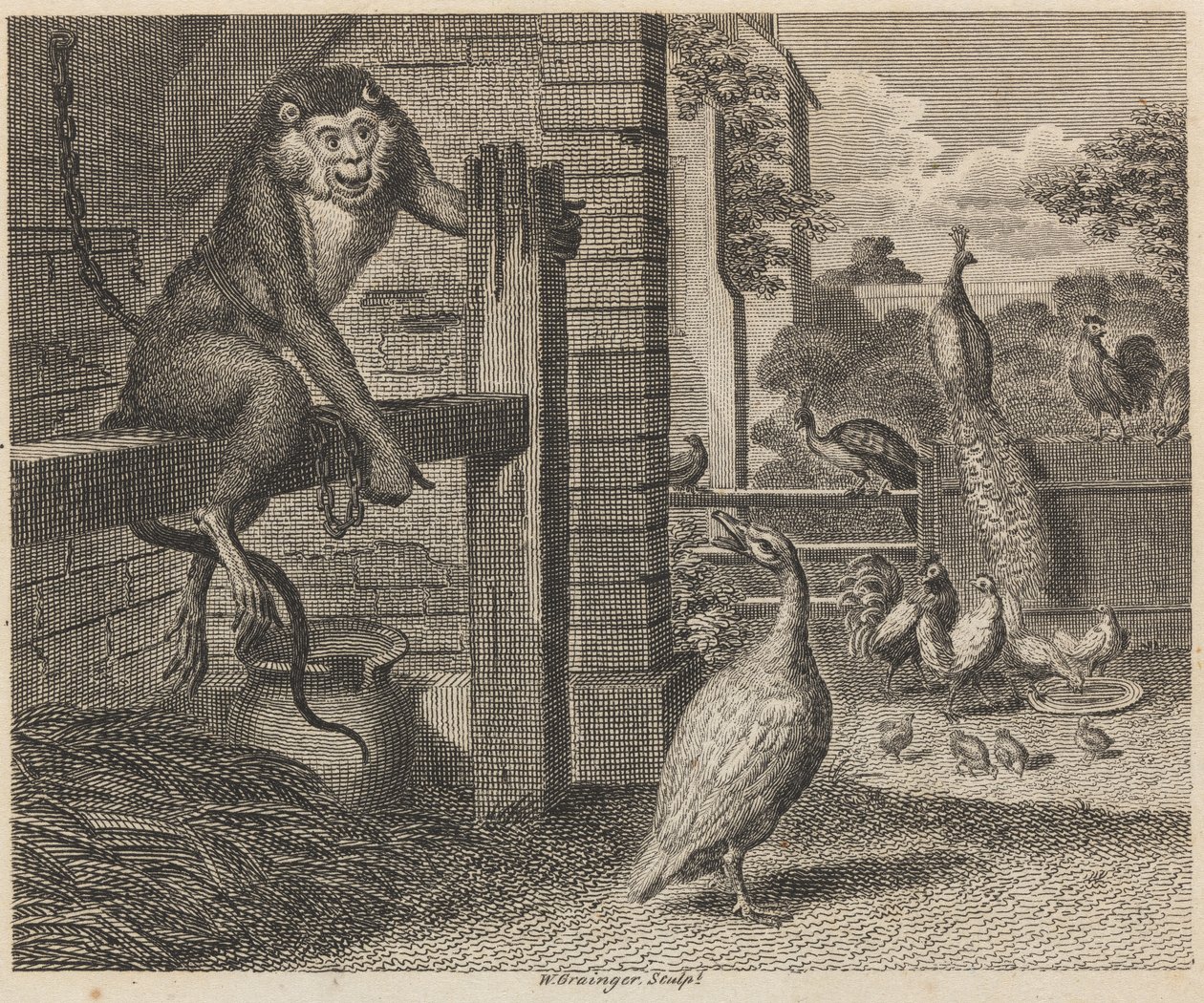 The Baboon and the Poultry by W. Grainger