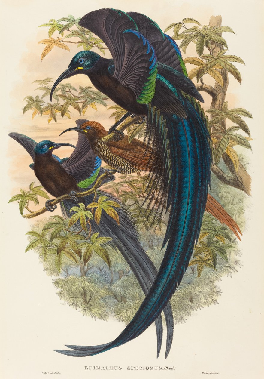 Sickle-billed Bird of Paradise by W. Hart