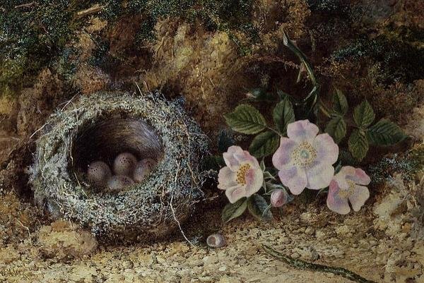 Bird nest and briar roses by W. M. Arundale