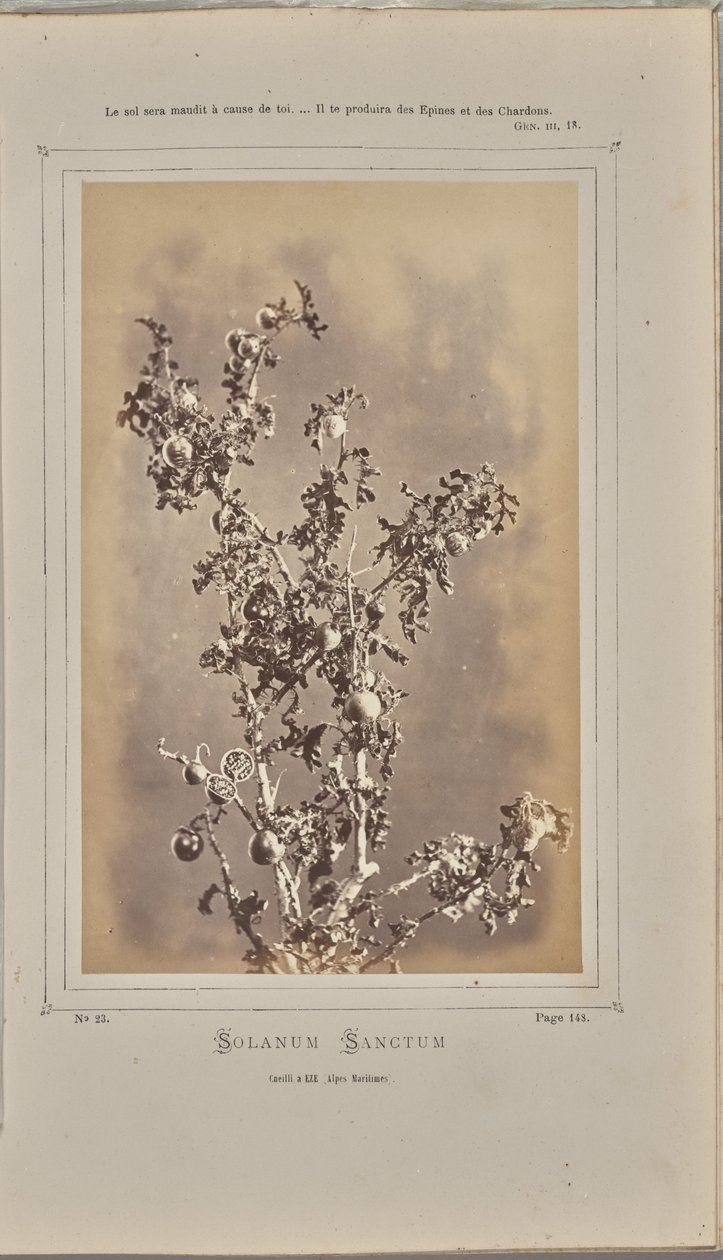 Solanum Sanctum, Cuelli at Èze (Alpes-Maritimes) by W. de Bray