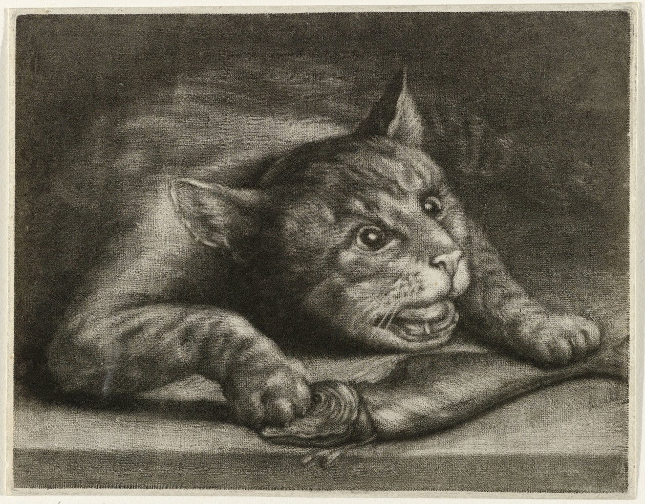 Cat with a Fish by Wallerant Vaillant