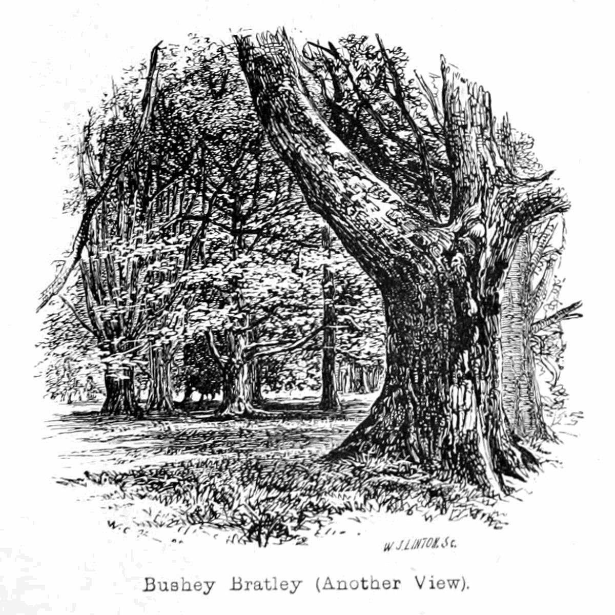 Bushey Bratley by Walter Crane