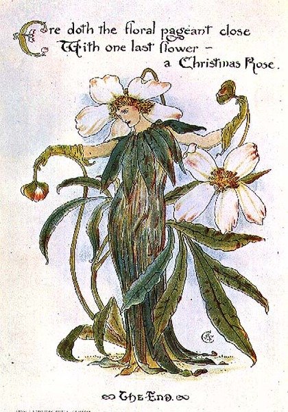 Illustration showing a fairy as a Christmas Rose by Walter Crane